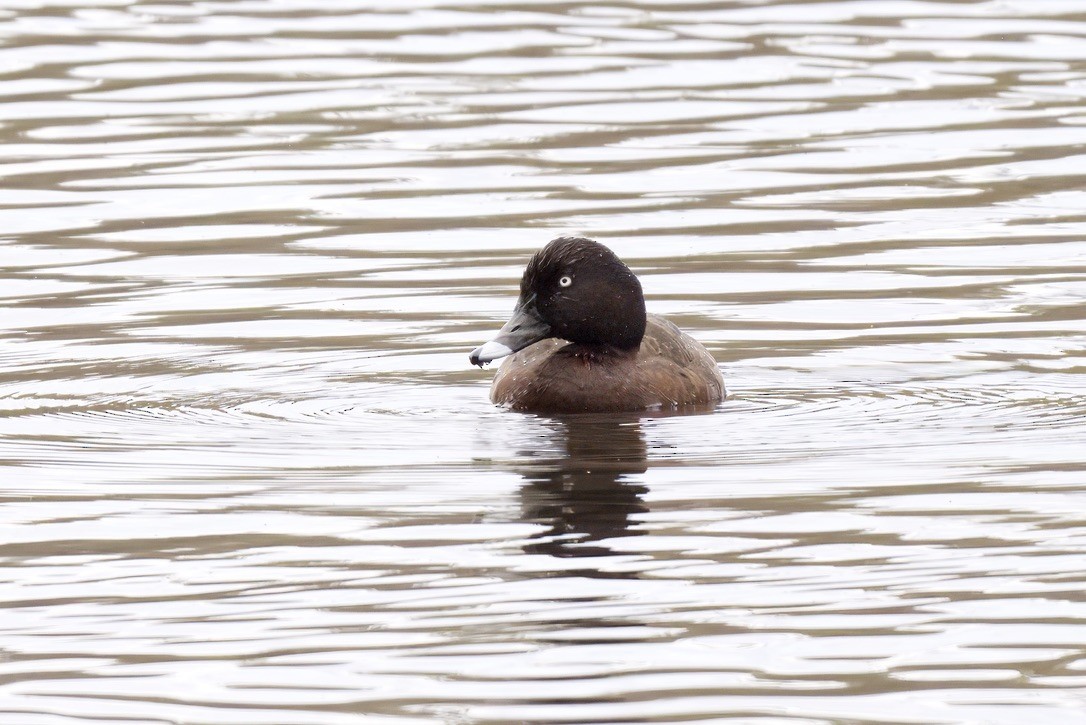 Hardhead - ML644731648