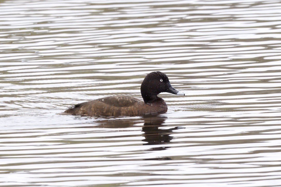 Hardhead - ML644731649