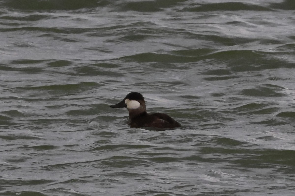 Ruddy Duck - ML644731659