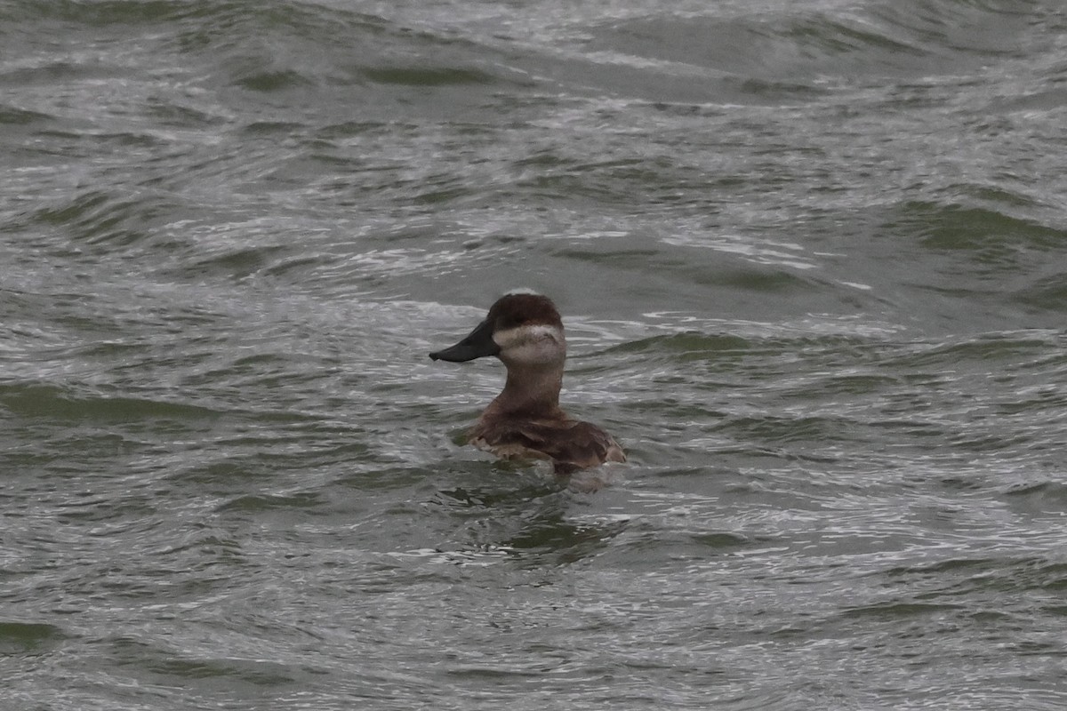 Ruddy Duck - ML644731660