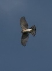Cooper's Hawk - ML644731665