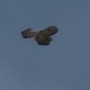 Cooper's Hawk - ML644731666