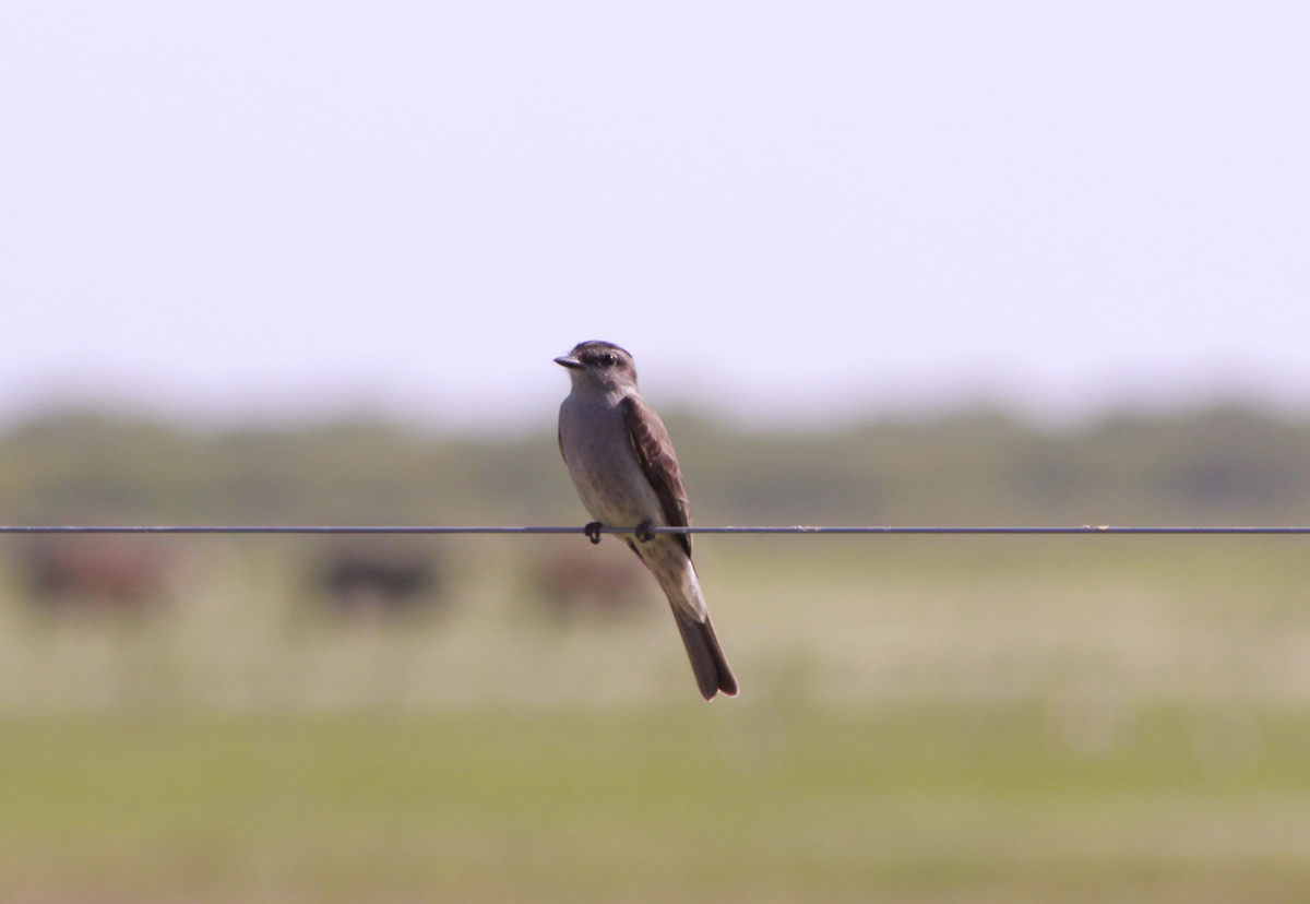 Crowned Slaty Flycatcher - ML644731676