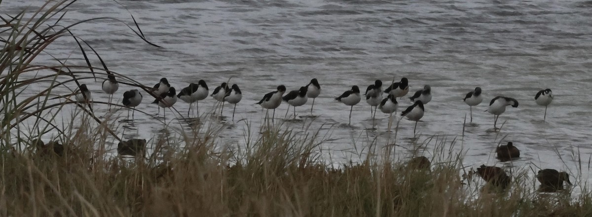 Black-necked Stilt - ML644731677
