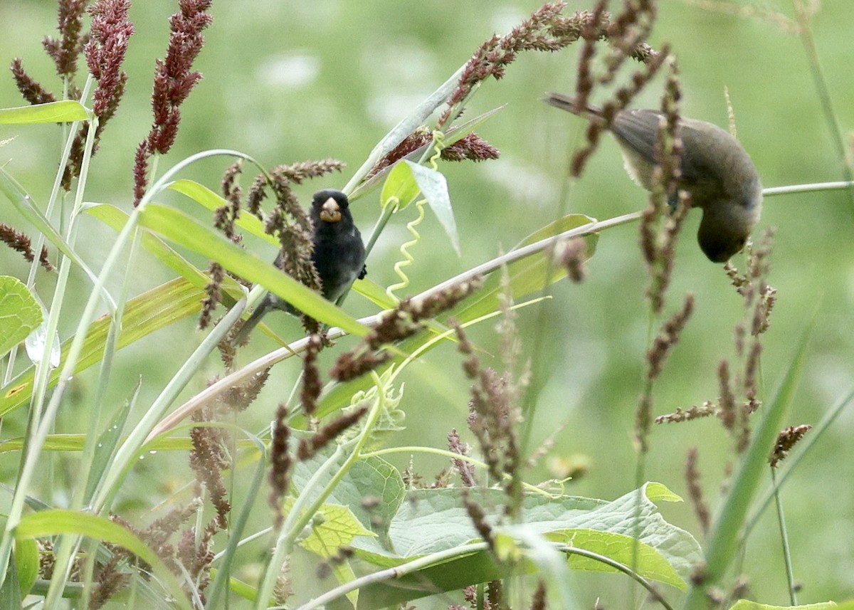 Gray Seedeater - ML644731683
