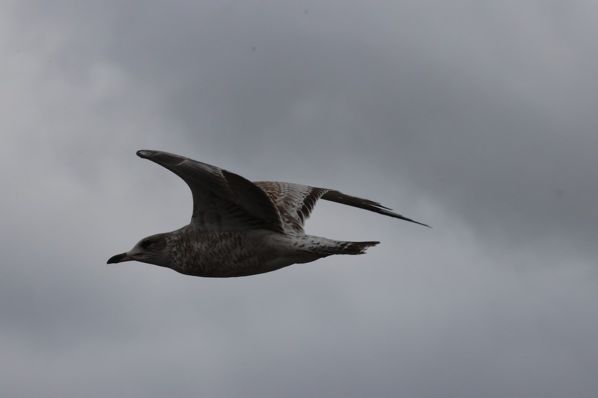 Ring-billed Gull - ML644731691