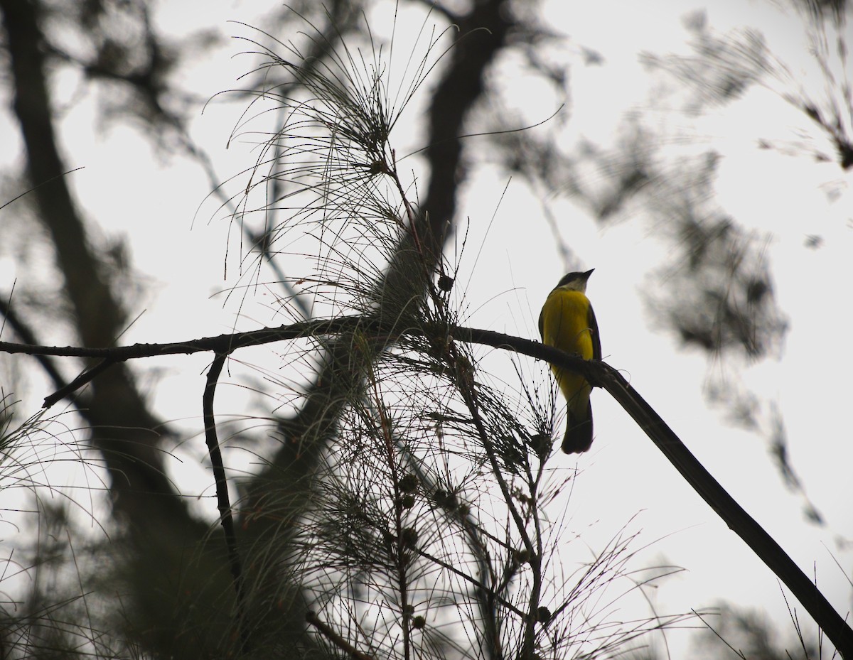 Красношапочный бентеви - ML644731692