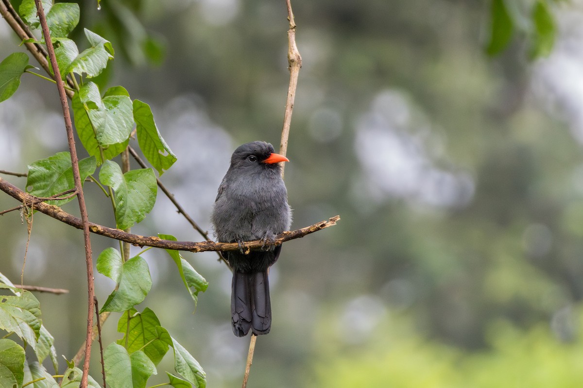 Black-fronted Nunbird - ML644731694