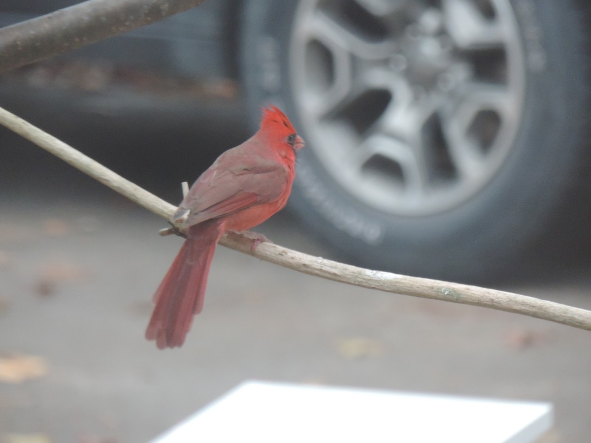 Northern Cardinal - ML644731695