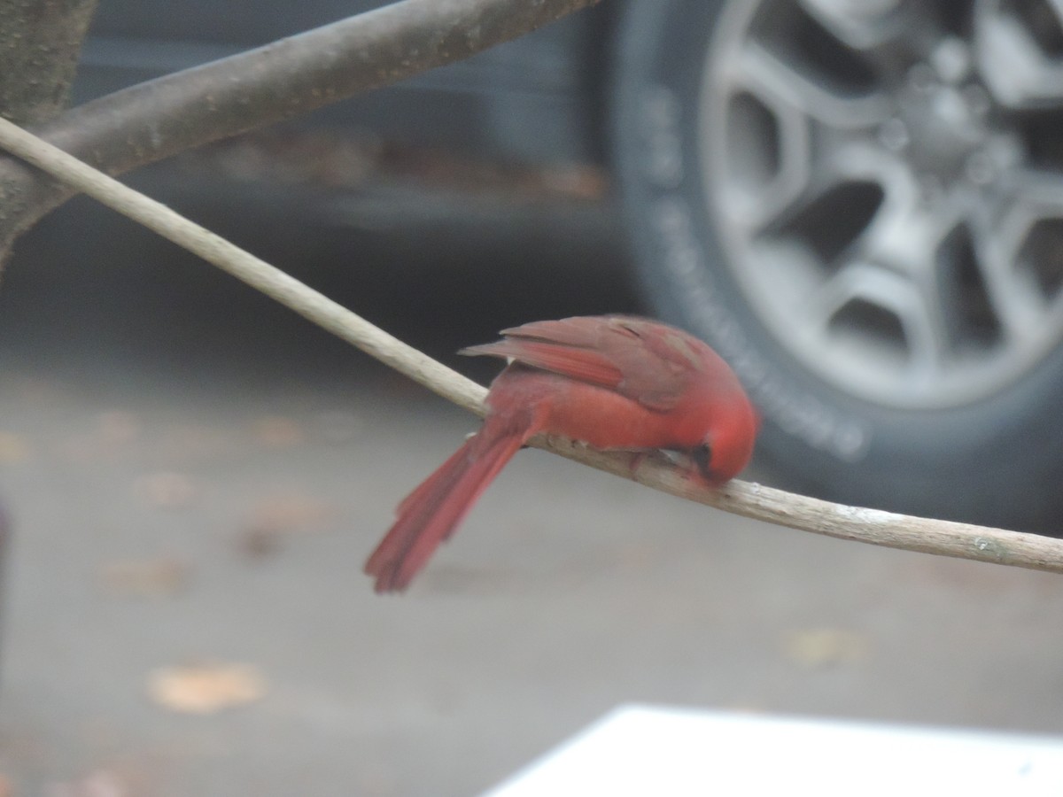 Northern Cardinal - ML644731696