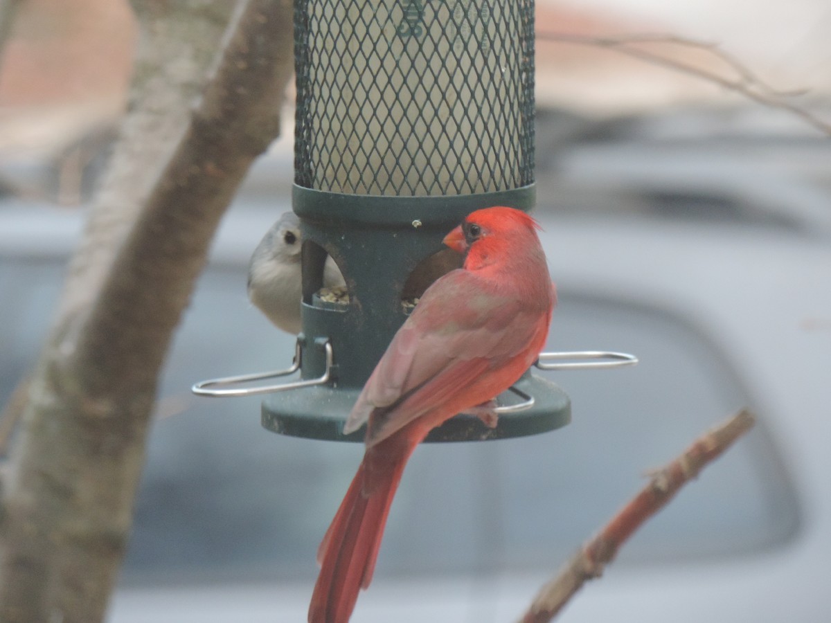 Northern Cardinal - ML644731698