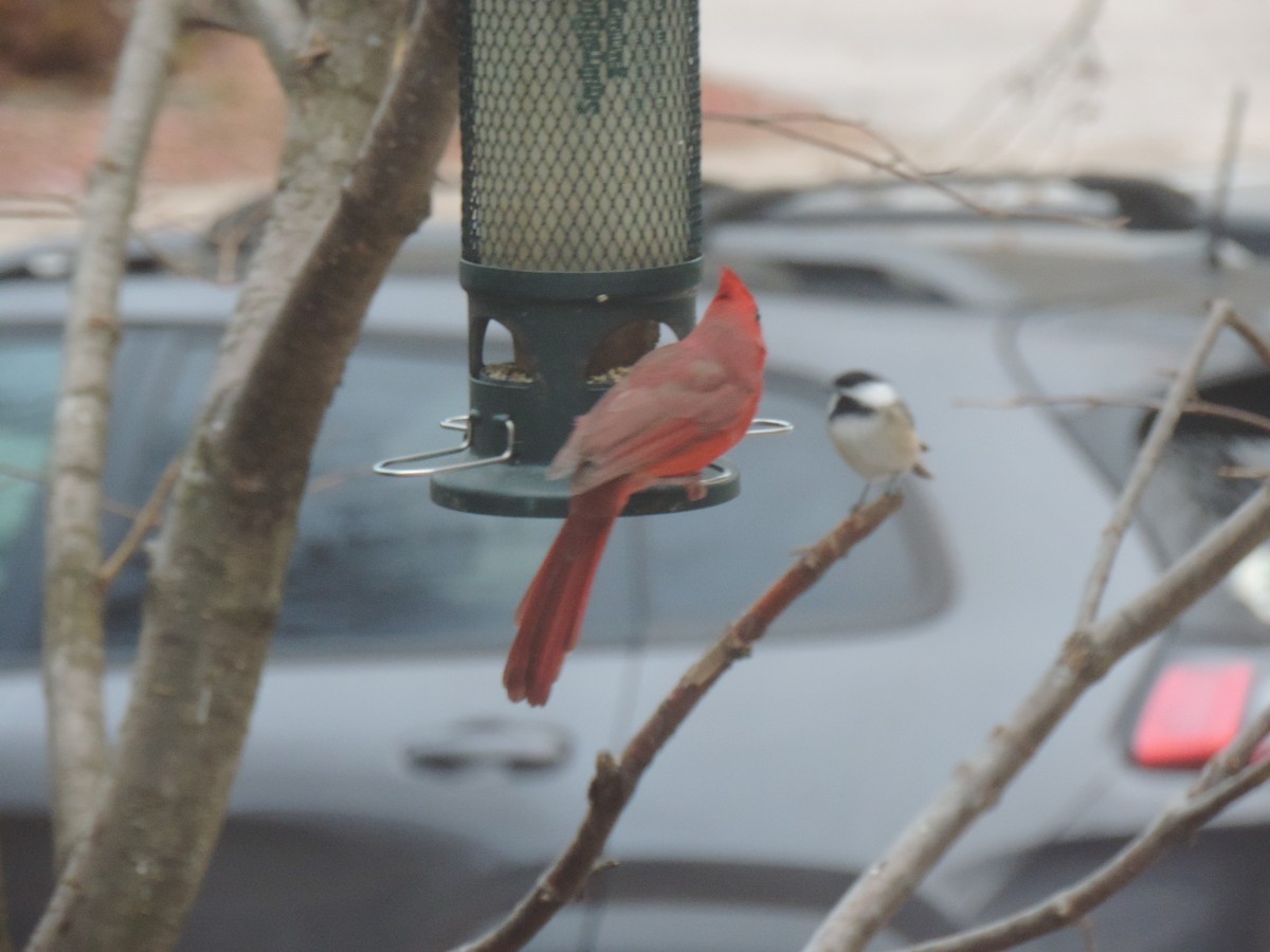 Northern Cardinal - ML644731699