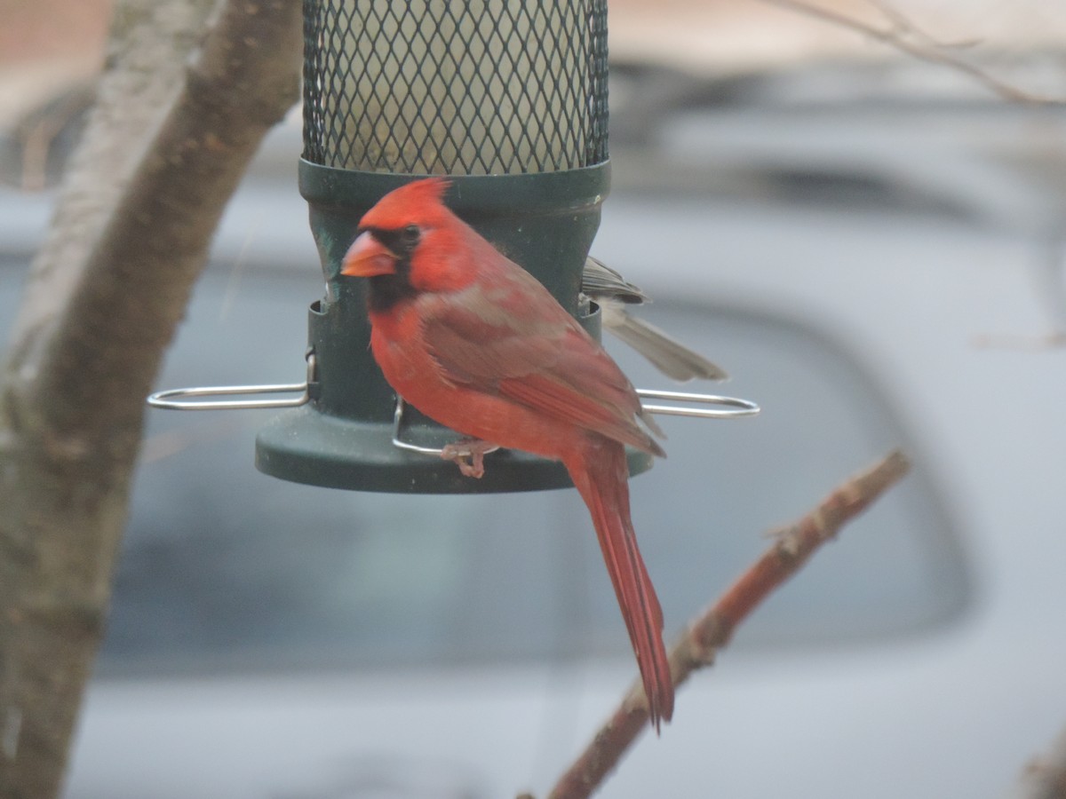 Northern Cardinal - ML644731701