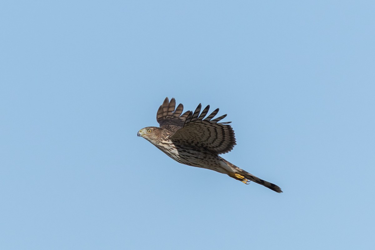 Cooper's Hawk - ML644731702