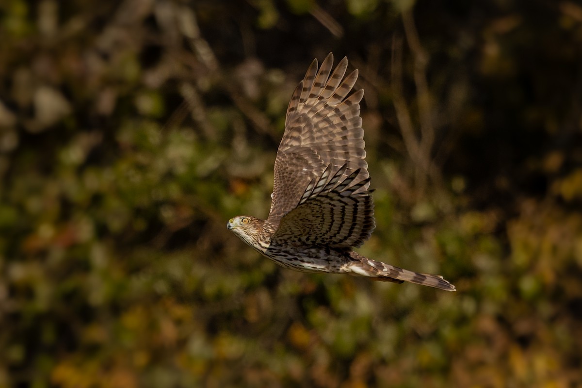 Cooper's Hawk - ML644731703