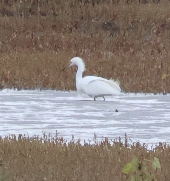 Snowy Egret - ML644731726