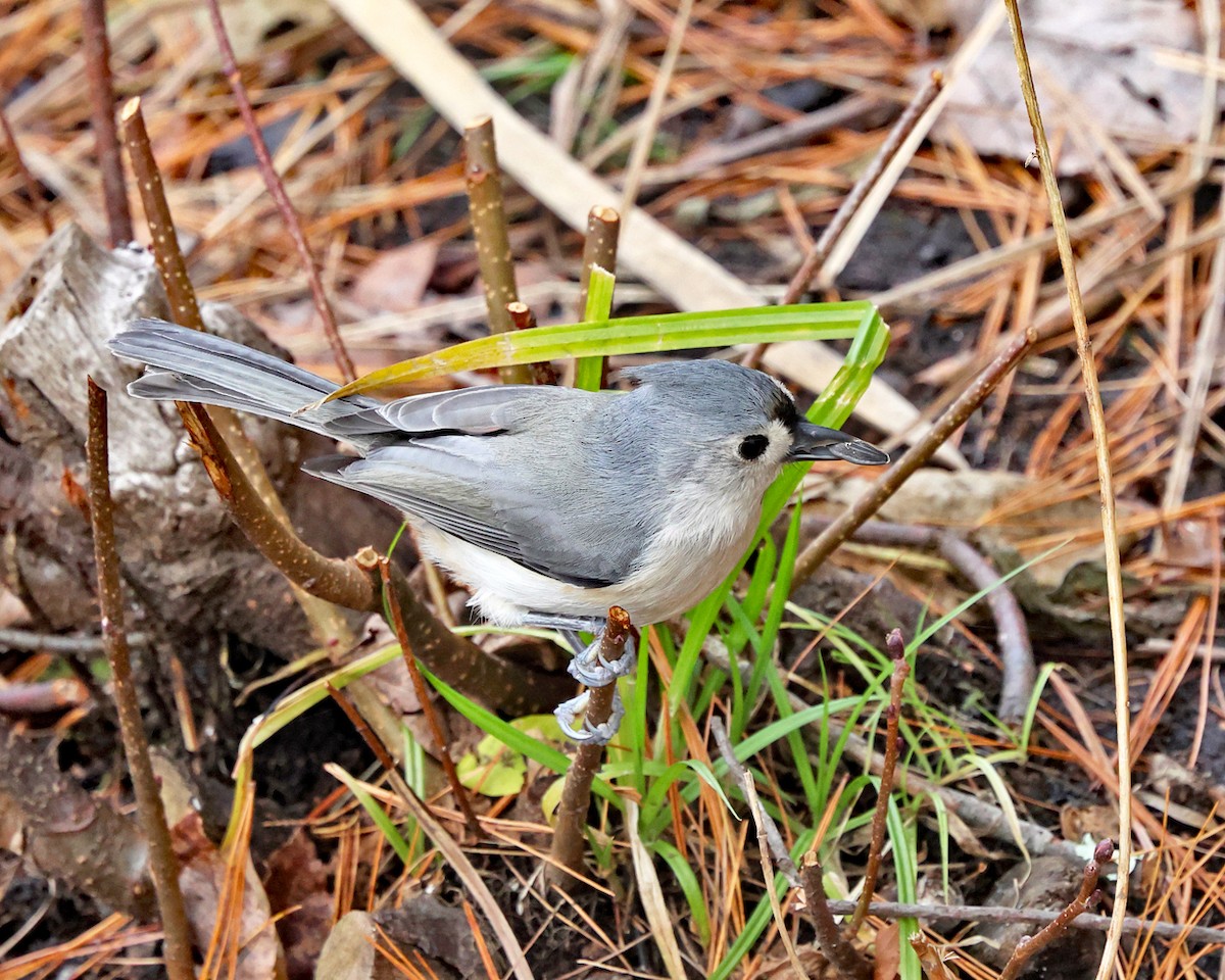 Tufted Titmouse - ML644731729