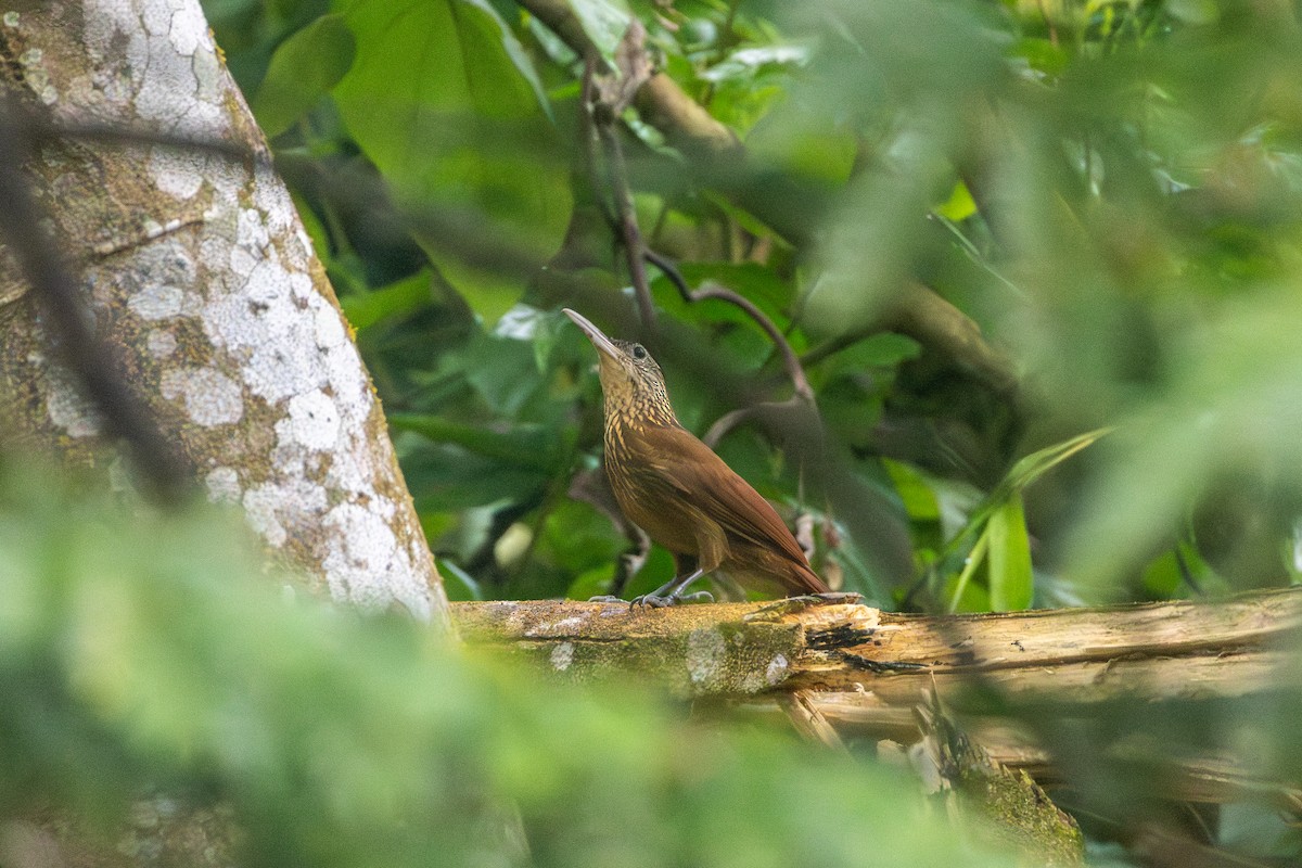 Buff-throated Woodcreeper (Lafresnaye's) - ML644731738
