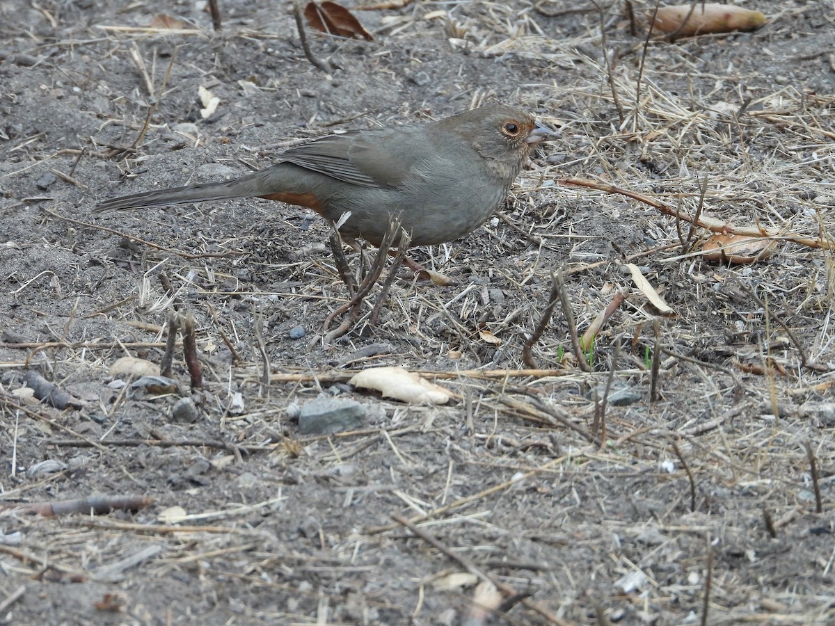 California Towhee - ML644731741