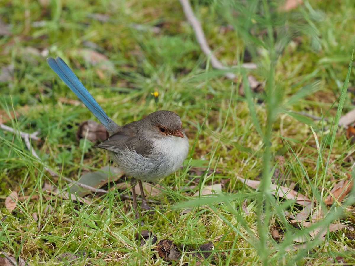 Splendid Fairywren - ML644731743