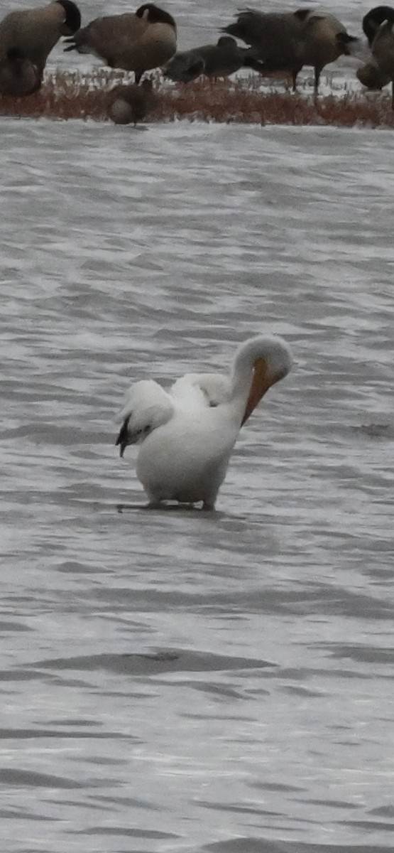 American White Pelican - ML644731745