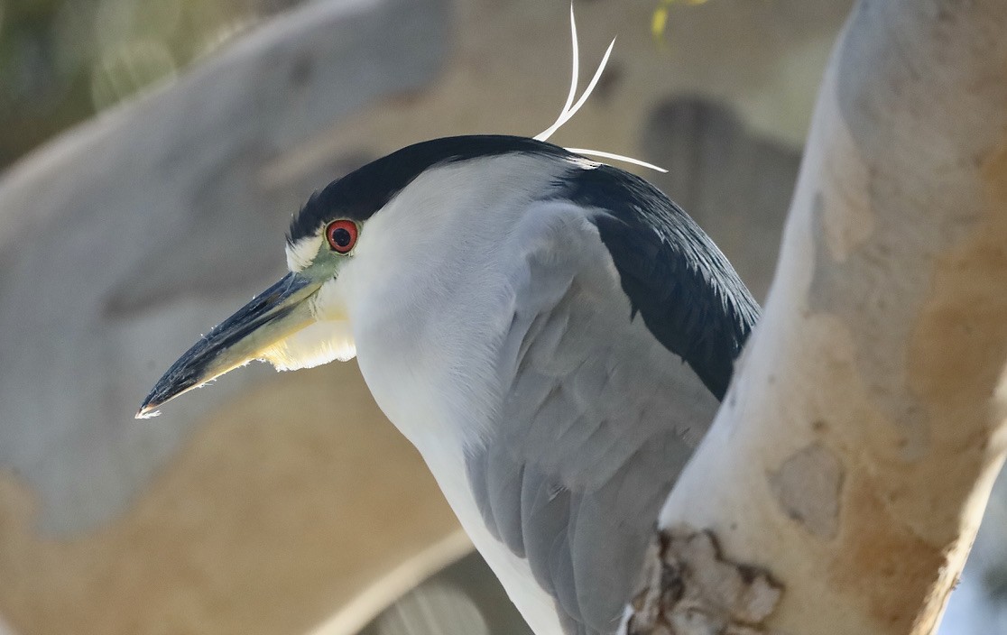 Black-crowned Night Heron - ML644731746