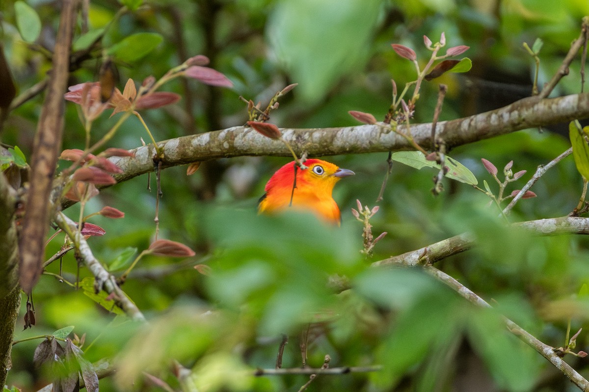 Band-tailed Manakin - ML644731750