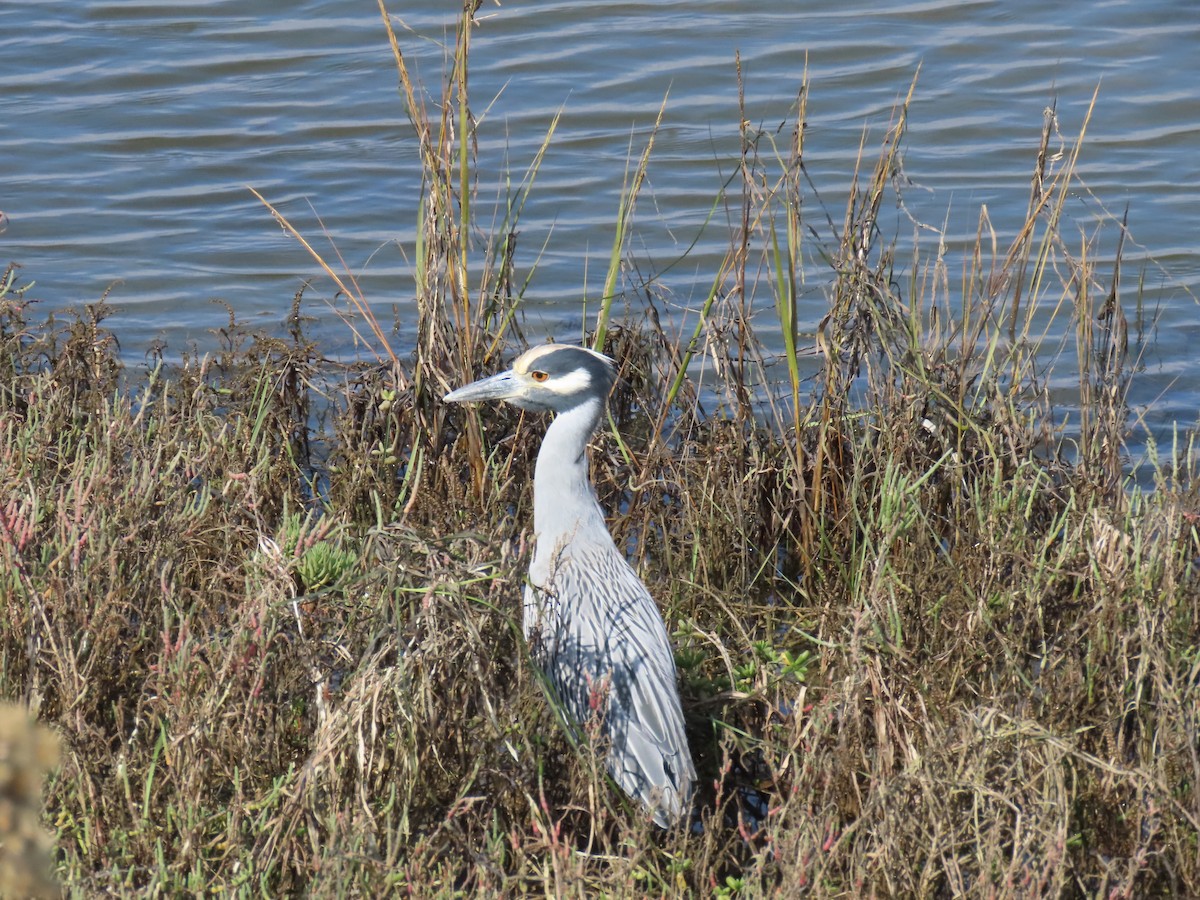 Yellow-crowned Night Heron - ML644731752