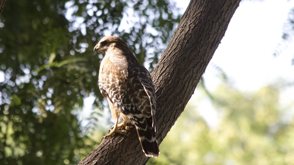 Red-shouldered Hawk (elegans) - ML644731754