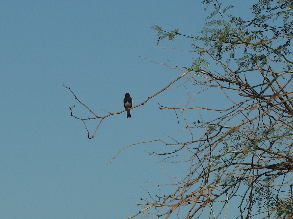 Black Phoebe - ML644731755