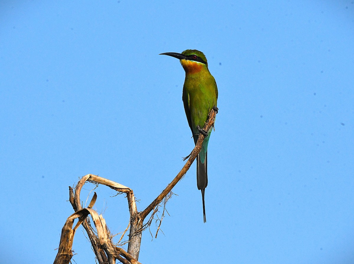 Blue-tailed Bee-eater - ML644731760