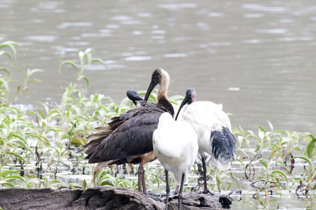 Straw-necked Ibis - ML644731762