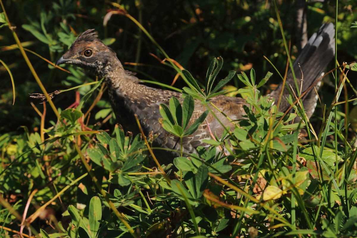 Ak Kuyruklu Kar Tavuğu - ML644731763