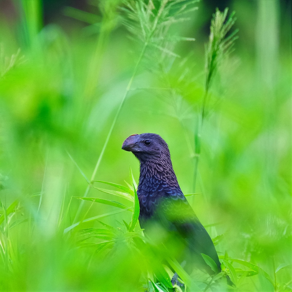 Smooth-billed Ani - ML644731764
