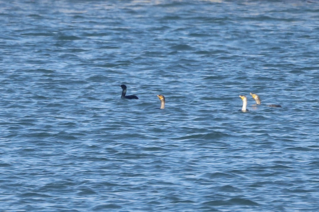 Pelagic Cormorant - ML644731766