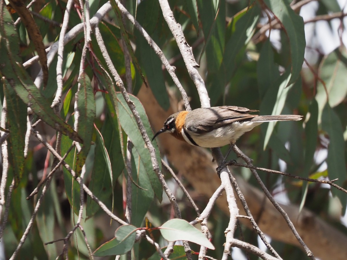 Western Spinebill - ML644731769