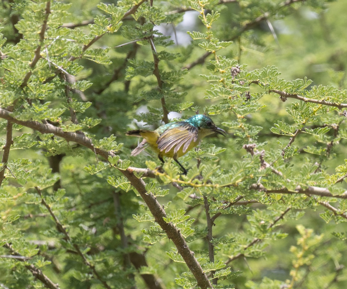 Collared Sunbird - ML644731784