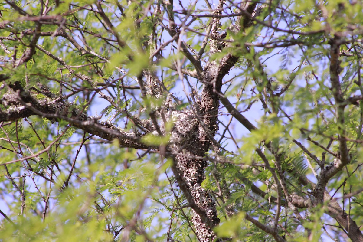 Suiriri Flycatcher - ML644731787