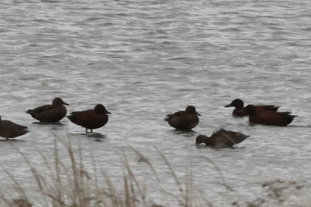 Cinnamon Teal - ML644731791