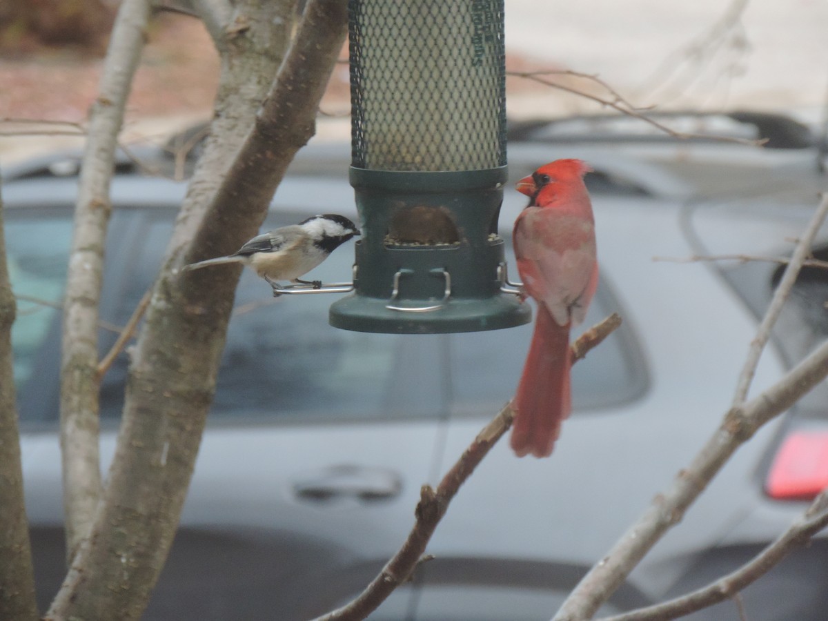 Black-capped Chickadee - ML644731792