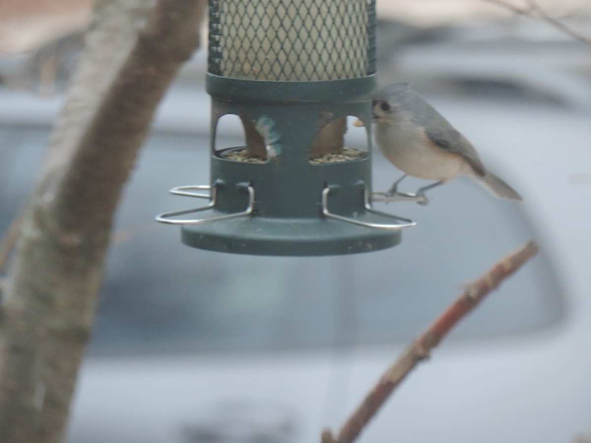 Tufted Titmouse - ML644731819