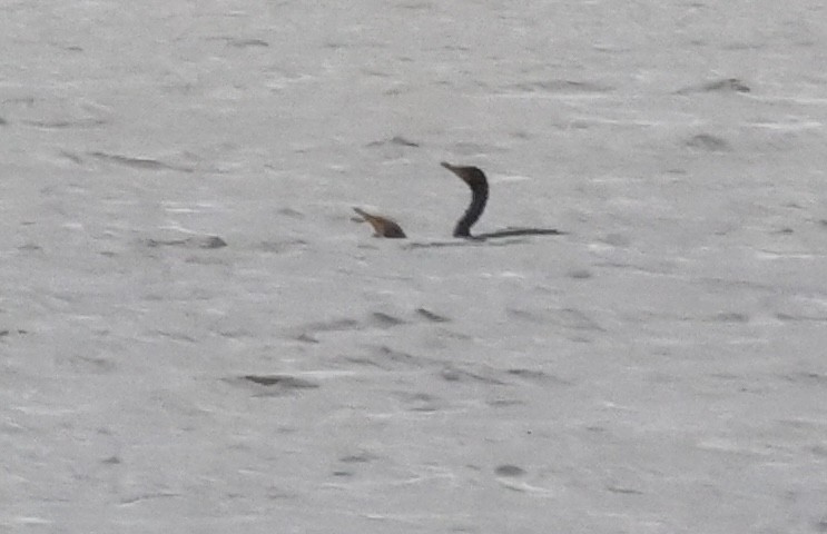 Double-crested Cormorant - ML644731823