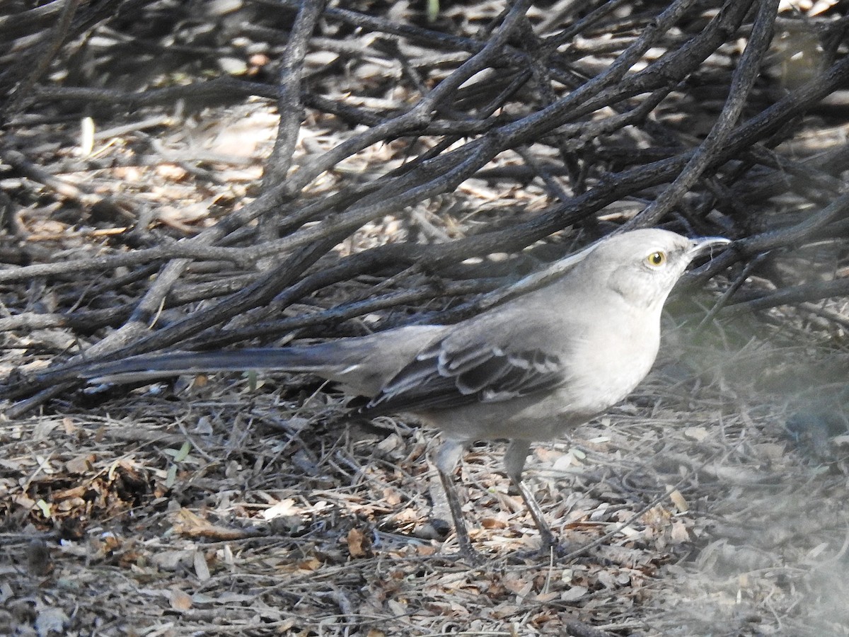 Kuzeyli Taklitçi - ML644731826