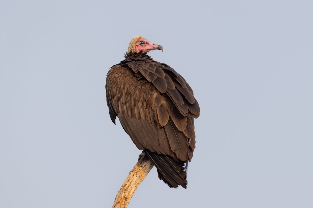 Hooded Vulture - ML644731829
