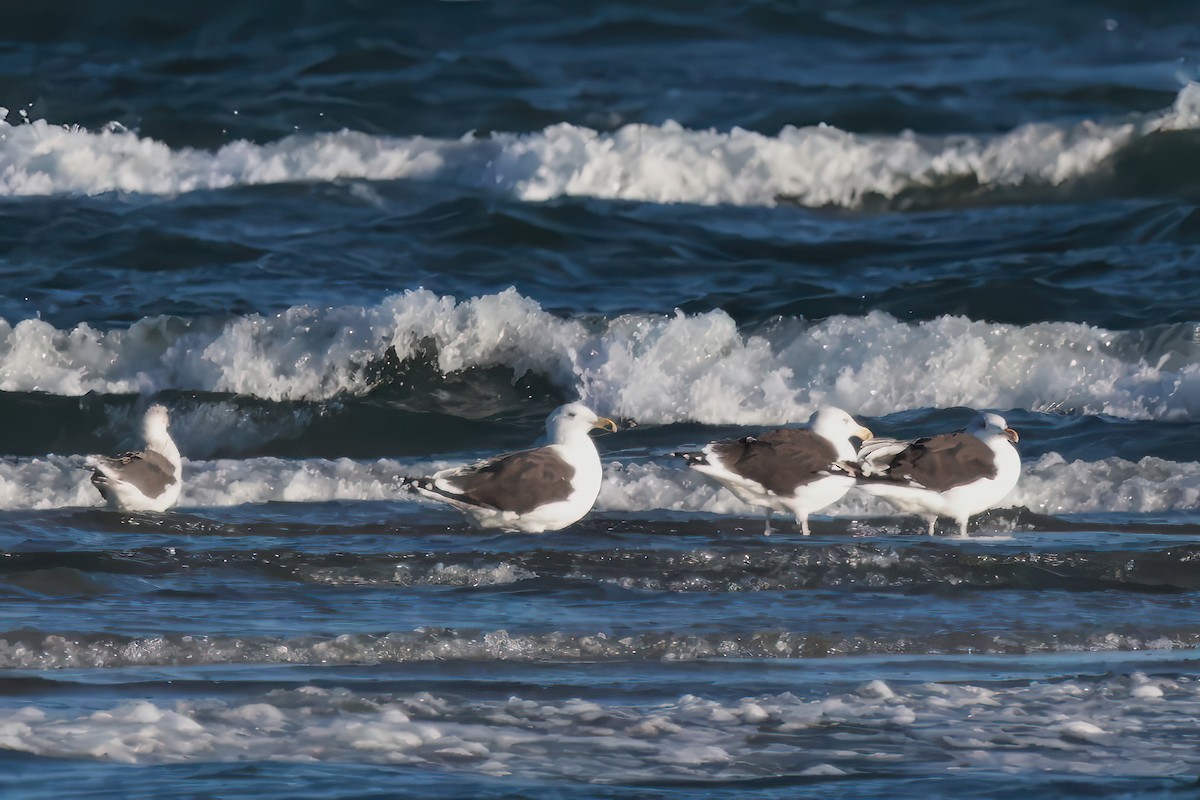 racek mořský - ML644731830