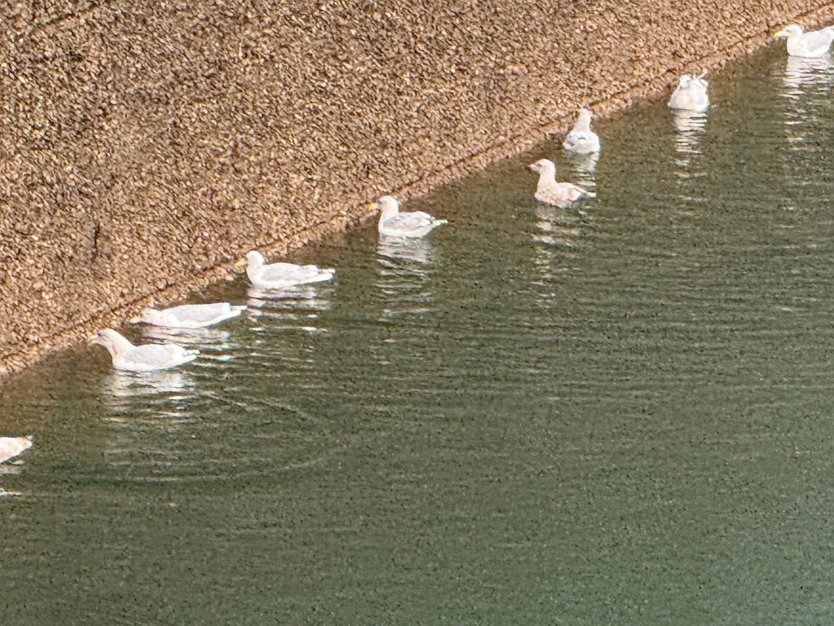 Мартиновий sp. - ML644731834