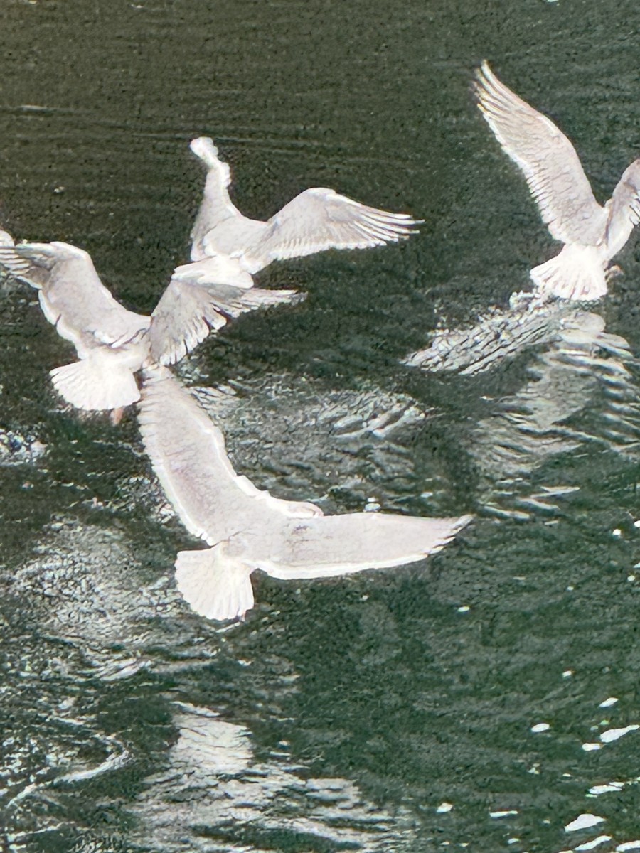 Мартиновий sp. - ML644731835