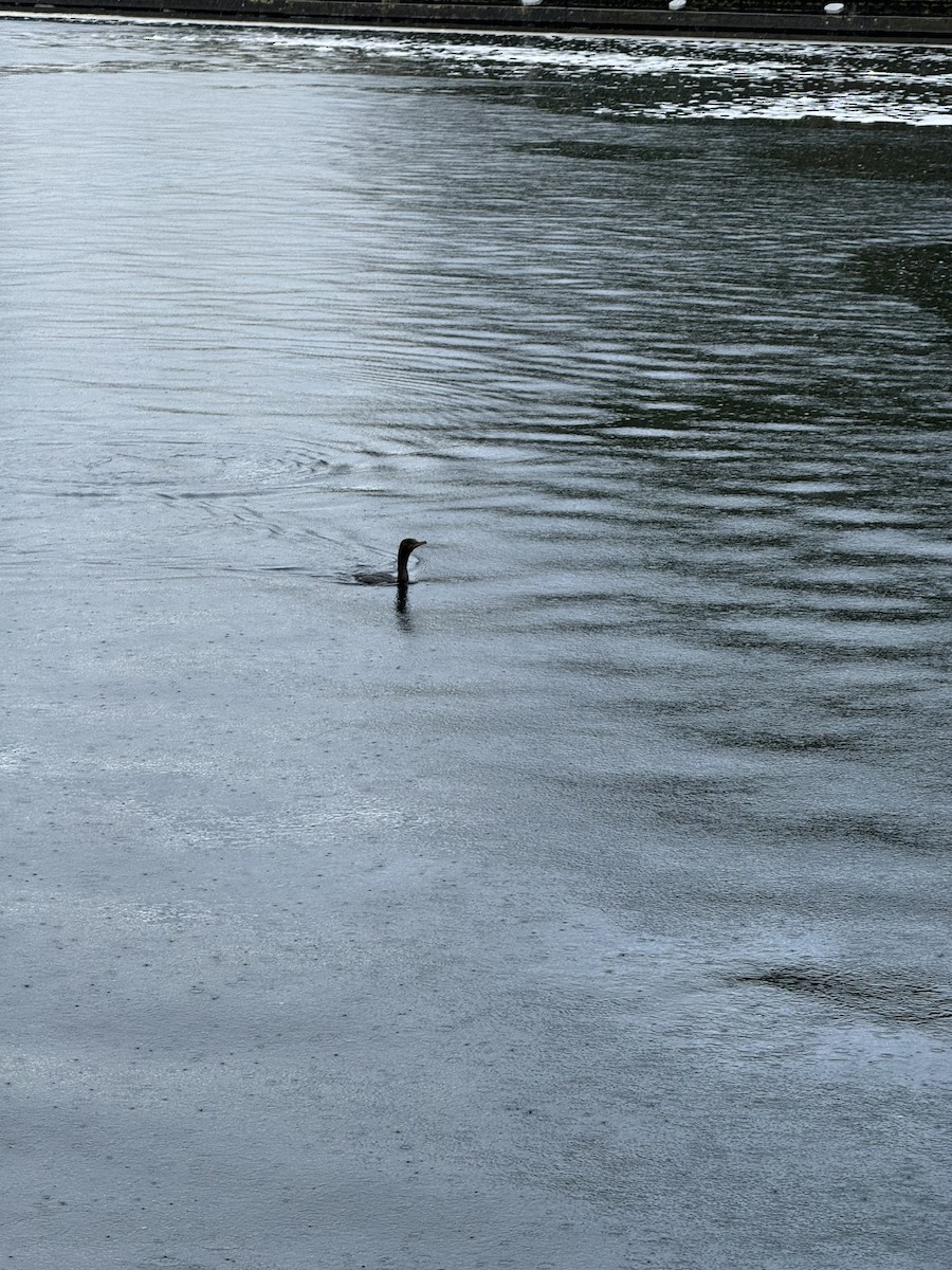 Мартиновий sp. - ML644731837