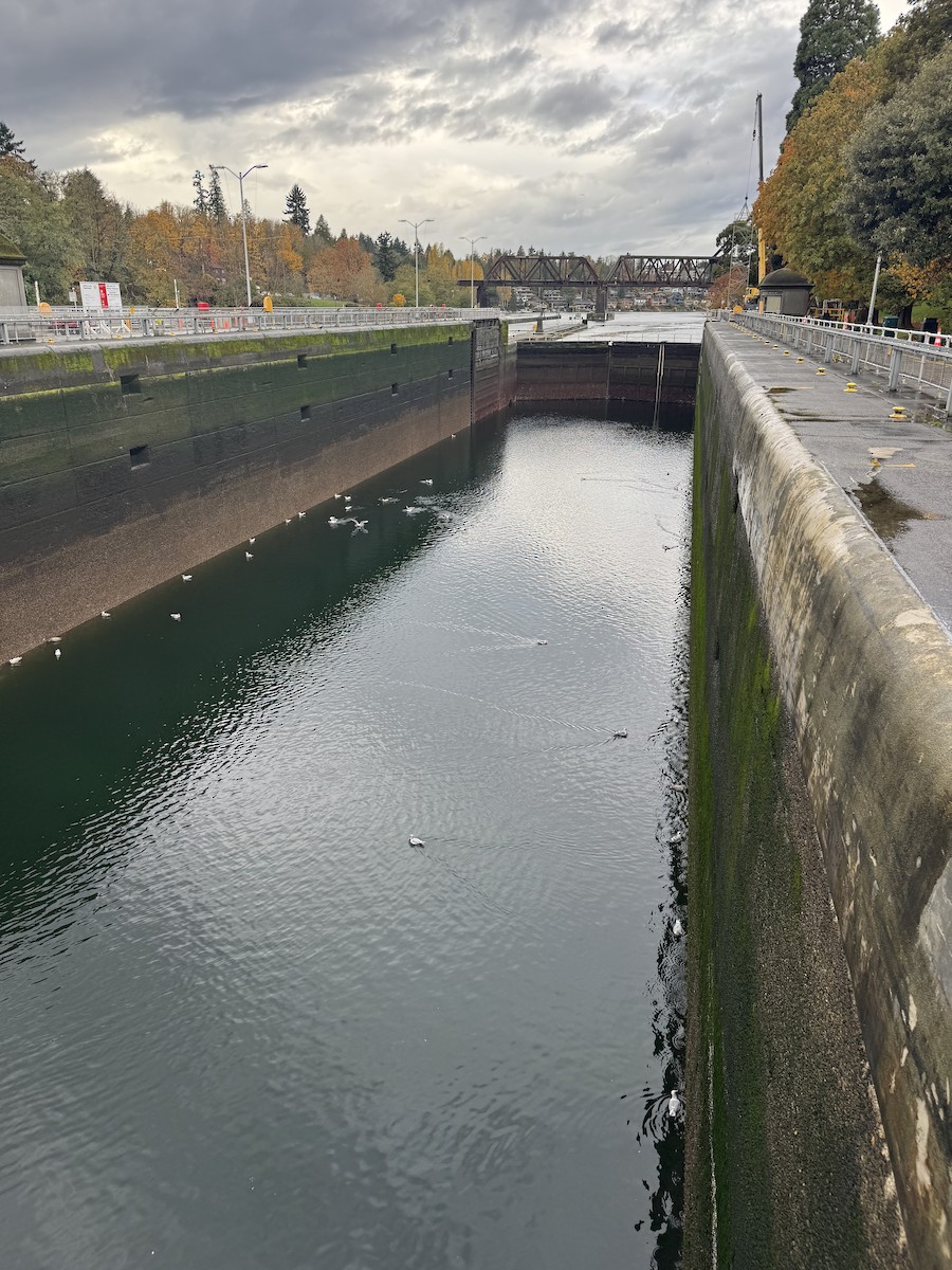 Мартиновий sp. - ML644731838