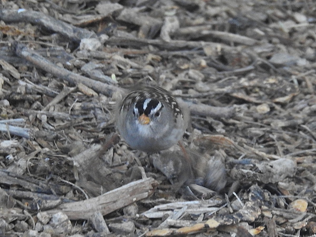 Белобровая овсянка - ML644731839